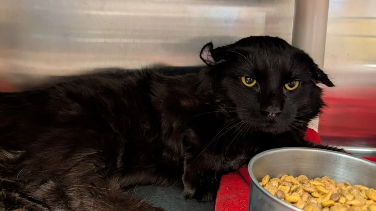 Cosmo the Street-Survivor Cat Seeks a Loving Home