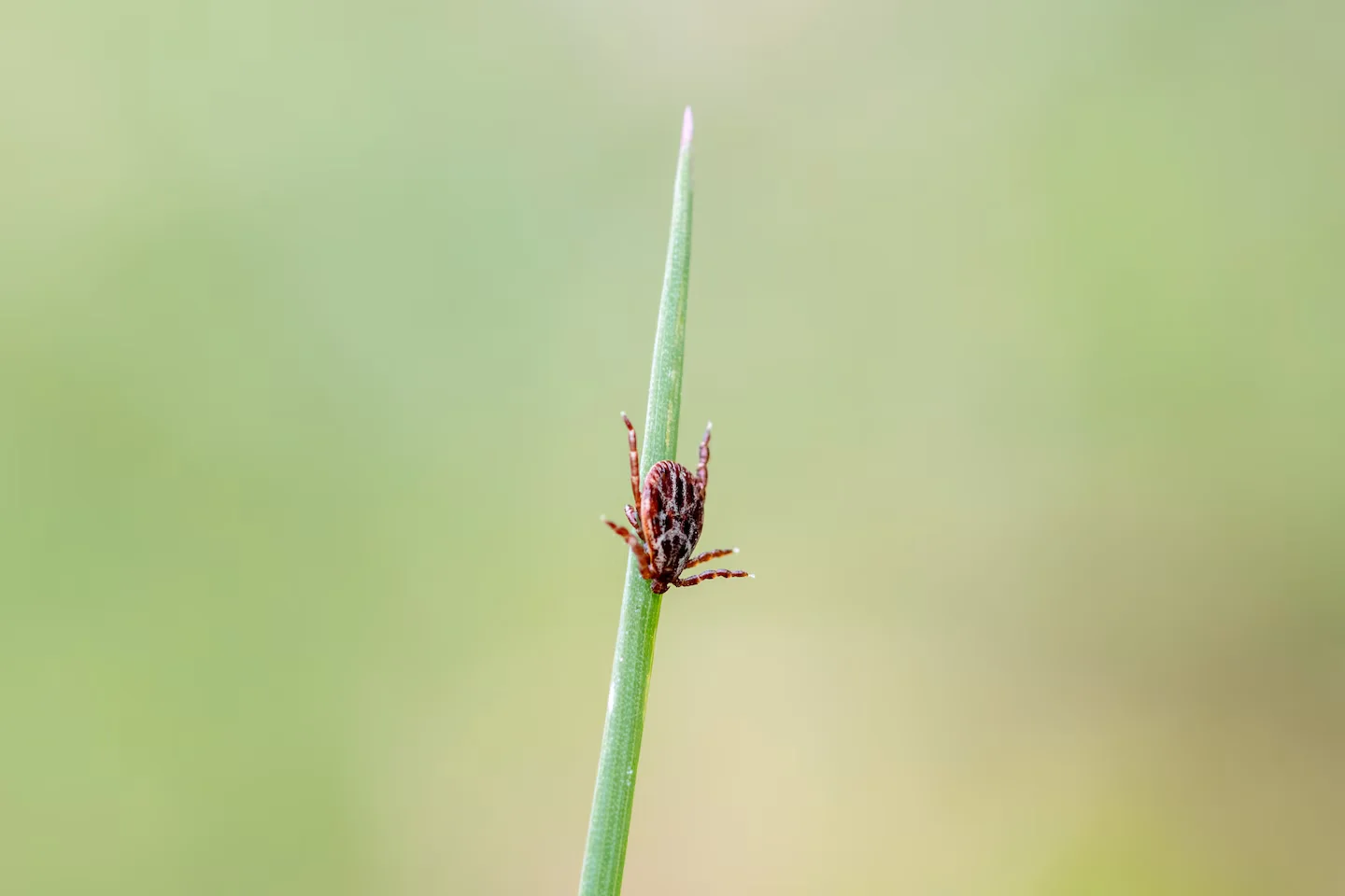 Tick season alert: 6 tick-borne diseases to watch in the U.S.