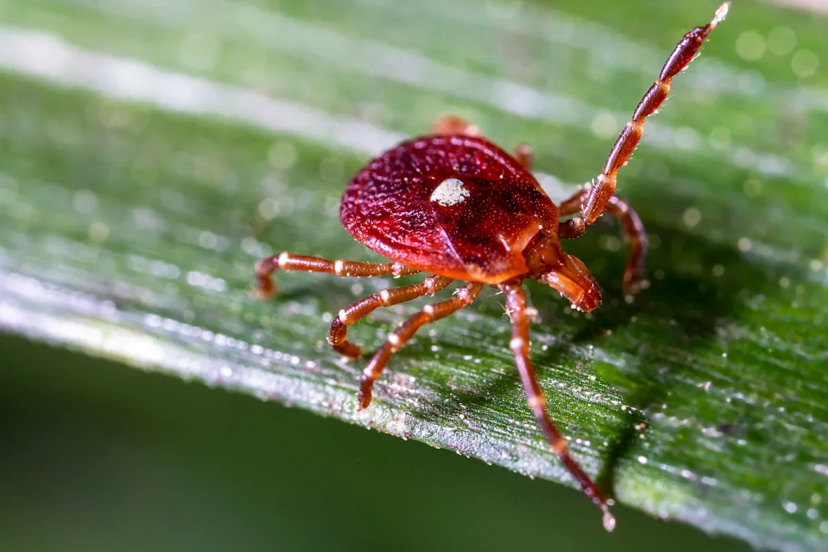 Tick Exposure May Put More Americans at Risk for Red-Meat Allergy, CDC Finds