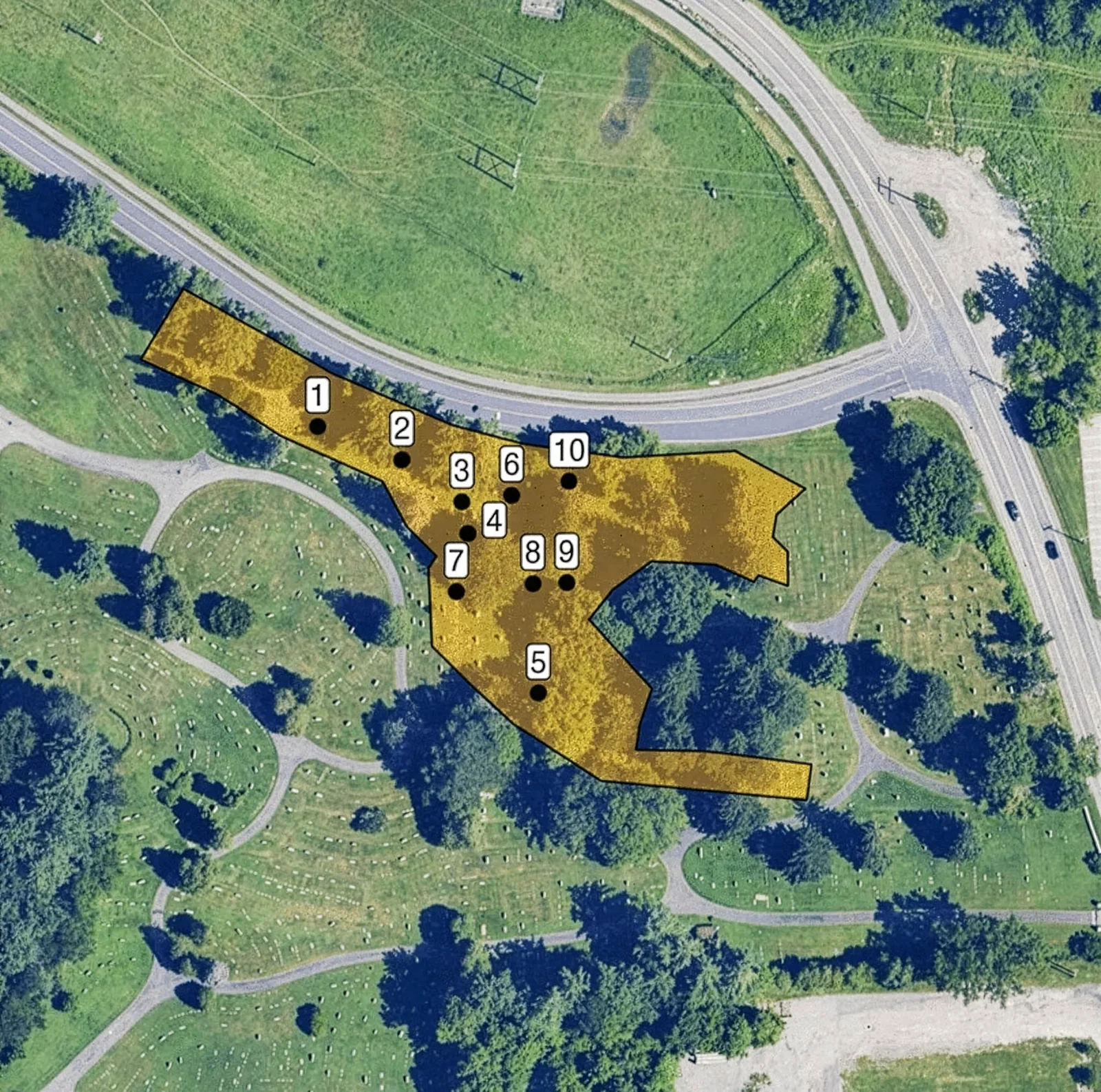 Millions of ground-nesting bees found thriving beneath a cemetery