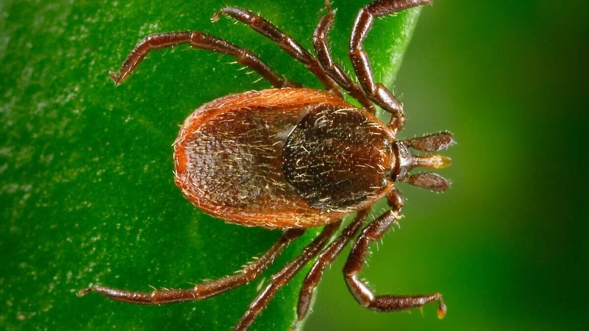 Fourth Global Case of Rare Tick-Borne Rickettsia Lanei Reported in California