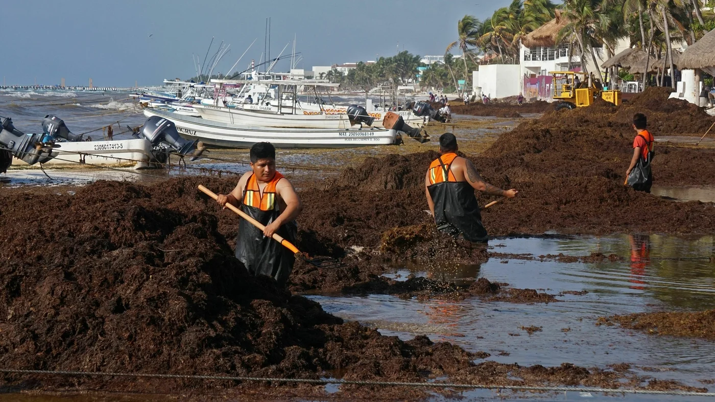 Sargassum seaweed bloom threatens Florida beaches.