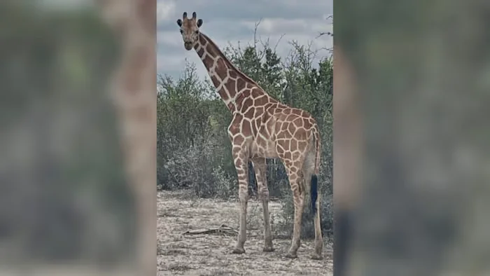 Giraffe Gracie Remains Missing as Texas Hill Country Search Continues