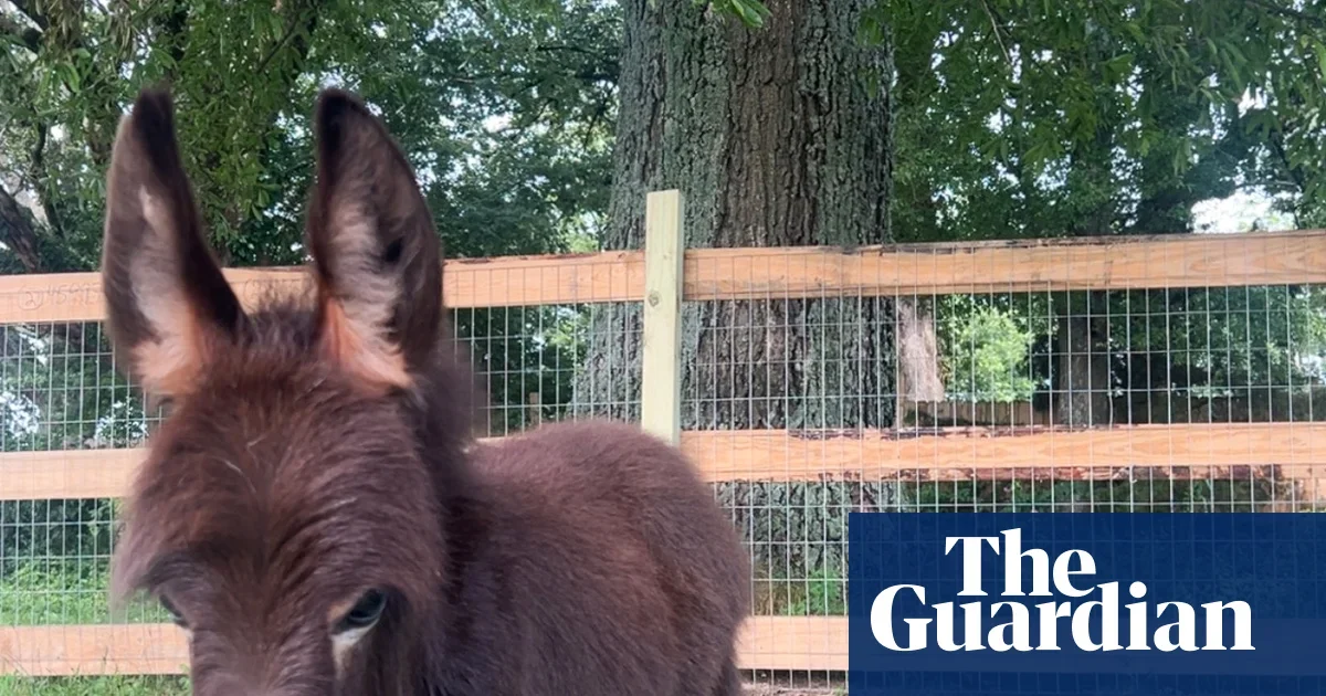 Donkey Killed During Police Search Sparks Georgia Investigation