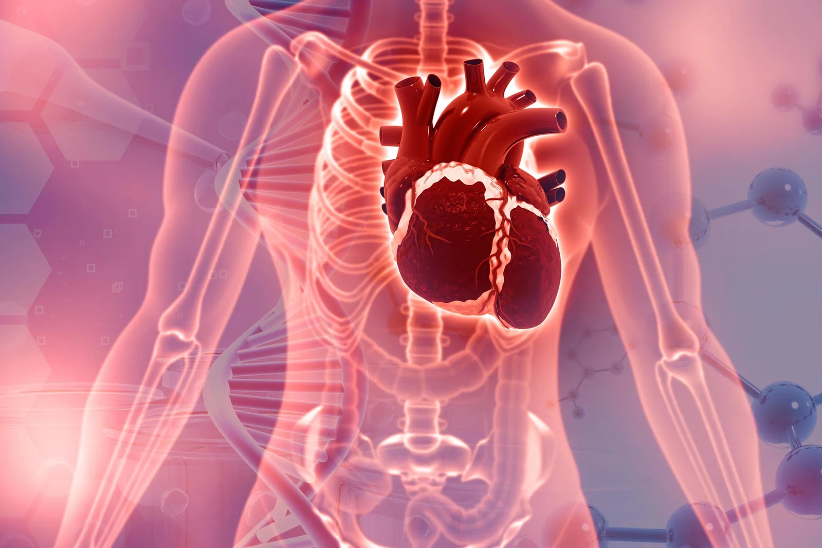 Serotonin May Accelerate Mitral Valve Degeneration, Paving Way for Risk Testing