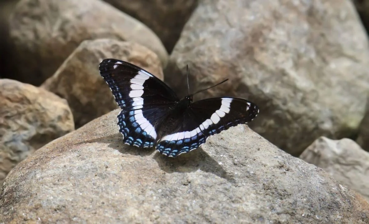 Two Genes, 120 Million Years: Repeating Mimicry in Butterflies and Moths