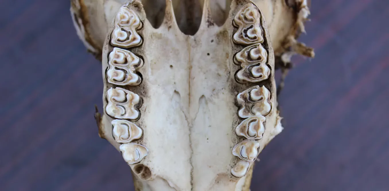 Enamel Time Capsules Reveal Africa’s 4-Million-Year Environmental Shifts
