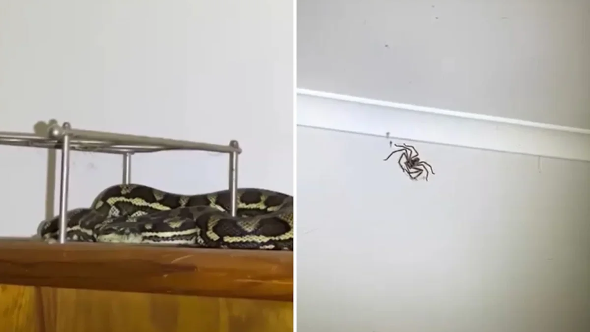Bedroom python rescue uncovers a massive huntsman spider above the bed