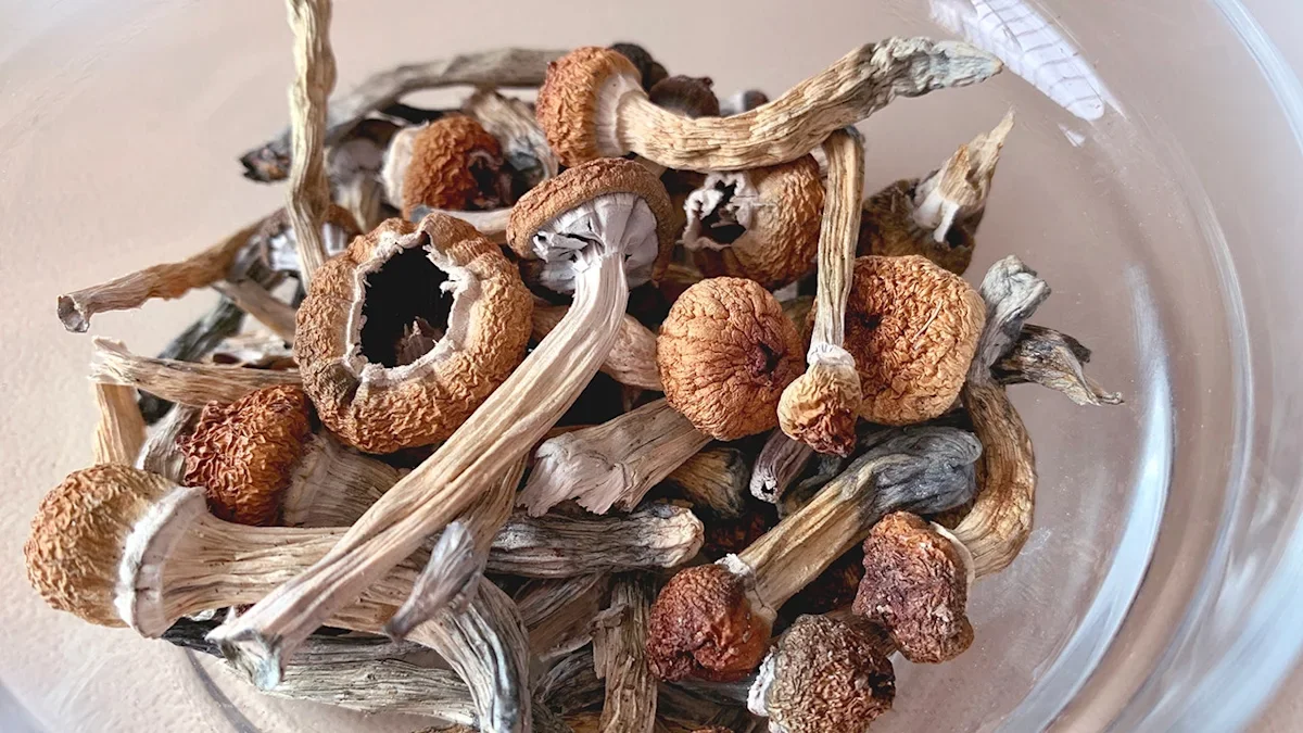 Psychedelic mushrooms briefly revive speech in late-stage Alzheimer's case