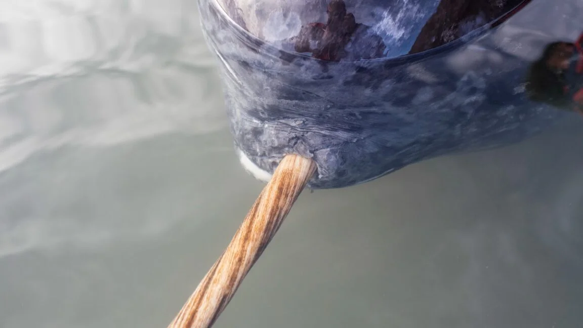 Narwhal tusk reveals twin spirals: a hidden double helix