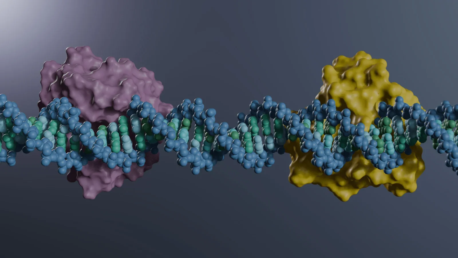 Atomic-Level Snapshots Show How Human DNA Repair Enzyme SMUG1 Works