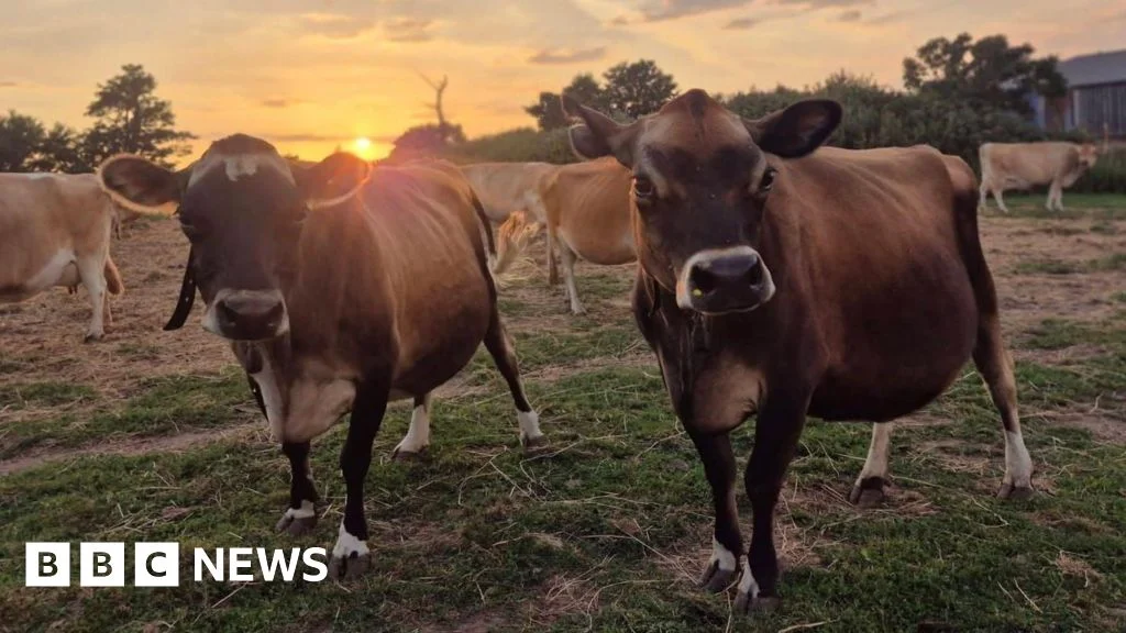 US mobilizes flies and dogs to curb reemerging screwworm outbreak