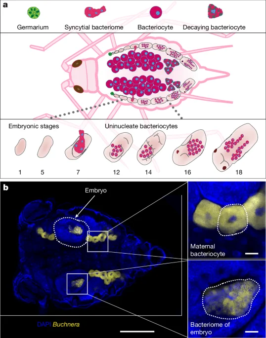 Secreted SyeA protein enables Buchnera colonization of aphid embryos