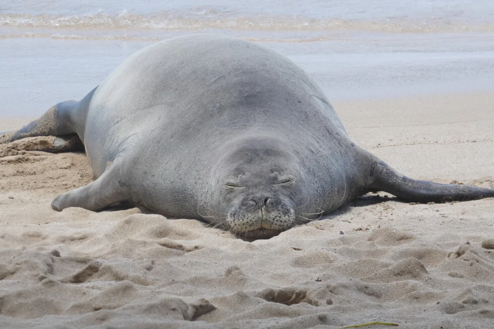 Defense argues tourist acted to protect wildlife by tossing rock at Hawaiian monk seal