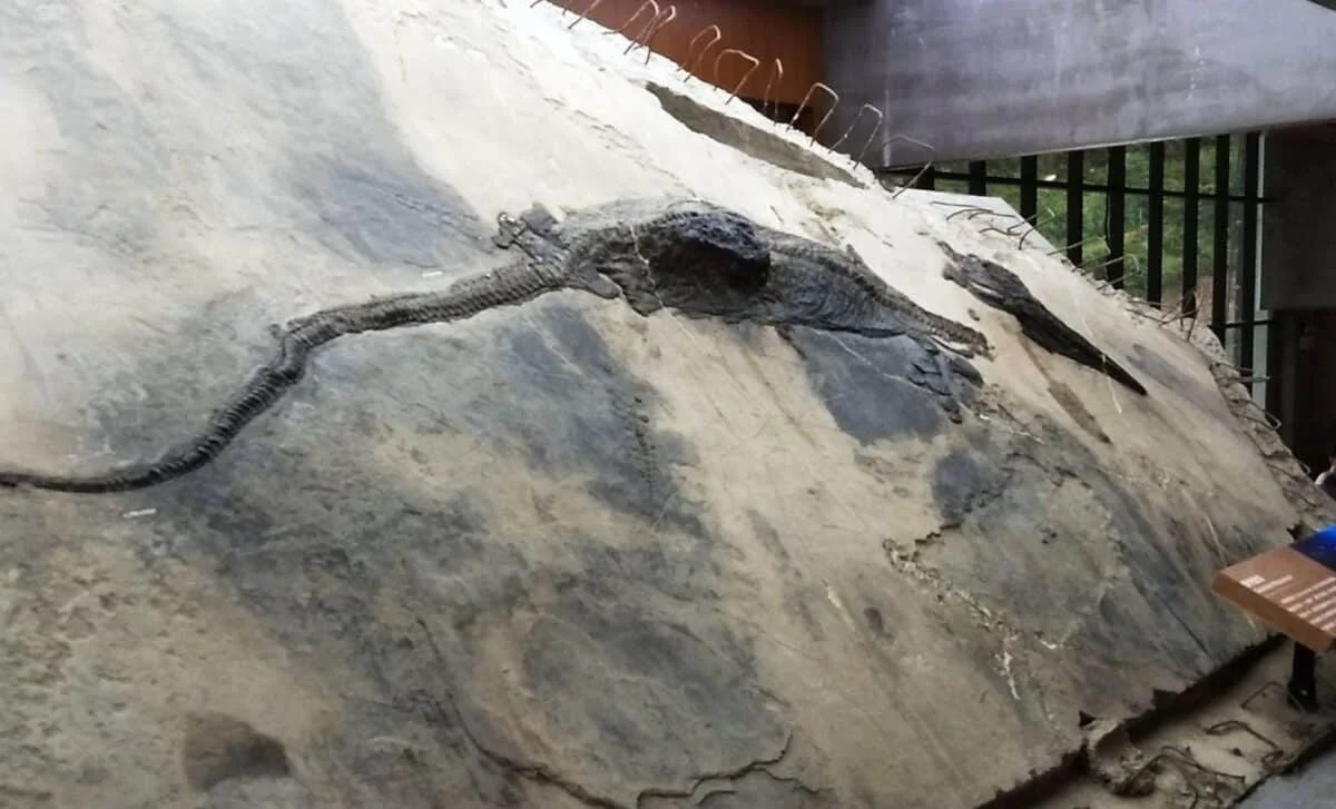Triassic Megapredator Found with 4-Meter Prey Inside Its Stomach