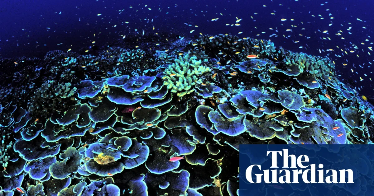 Hidden Cities of the Deep: life around vents and the race to mine the ocean floor
