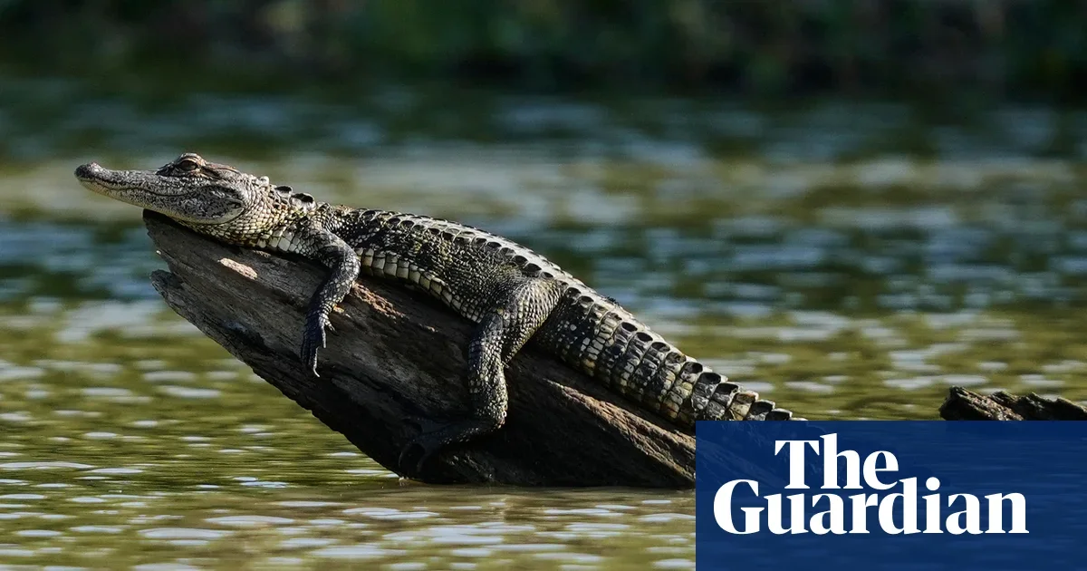 Alligator ends Louisiana police chase by attacking fleeing driver