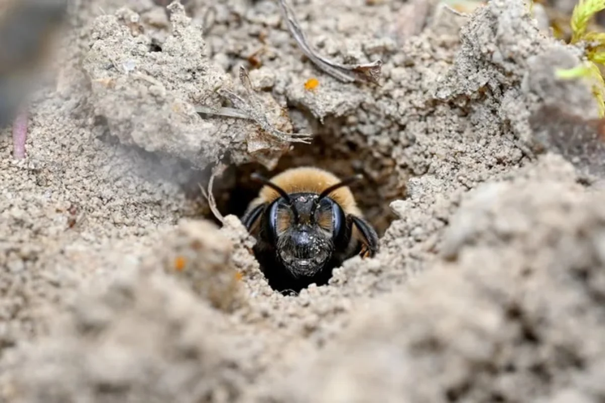 Hidden bee metropolis: millions of ground-nesting bees under an Ithaca cemetery