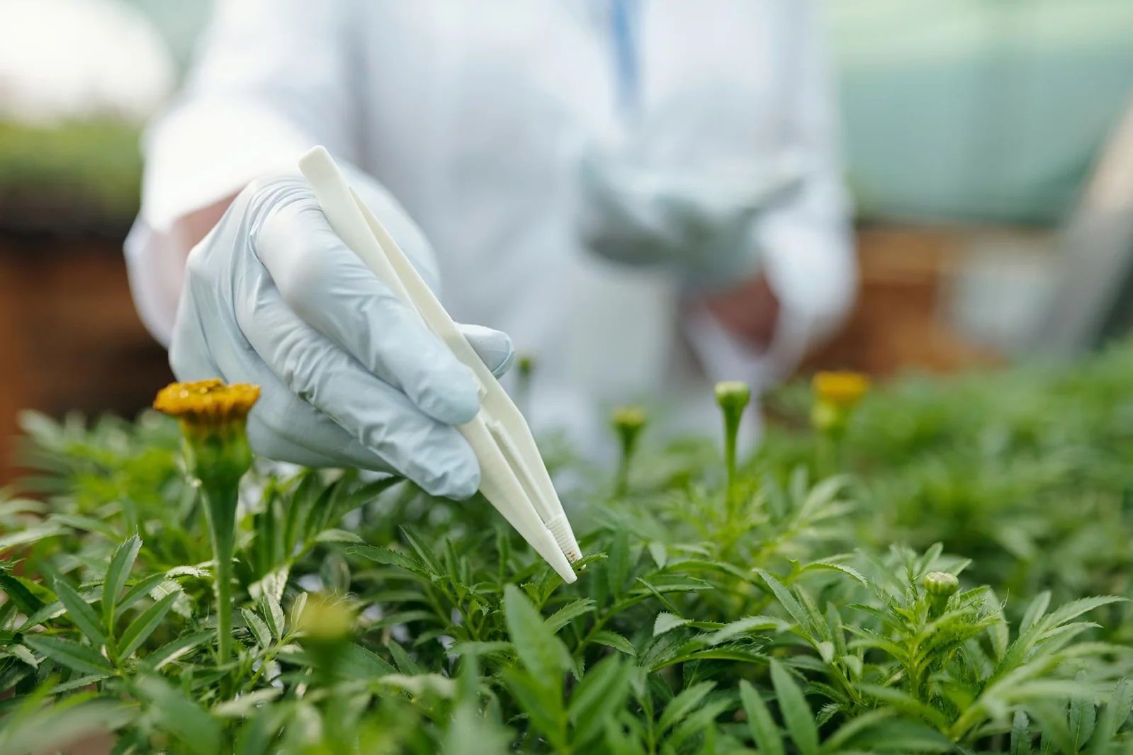 Marigold Waste May Yield a Heat-Stable Plant Protein for Foods