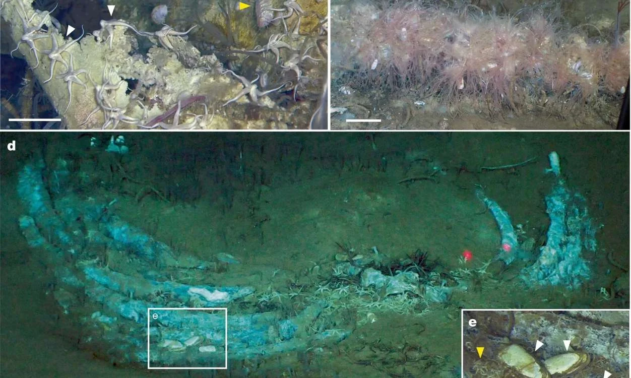 Whale Graveyard at Deep Indian Ocean Reveals Hidden Deep-Sea Life and Ancient Fossils