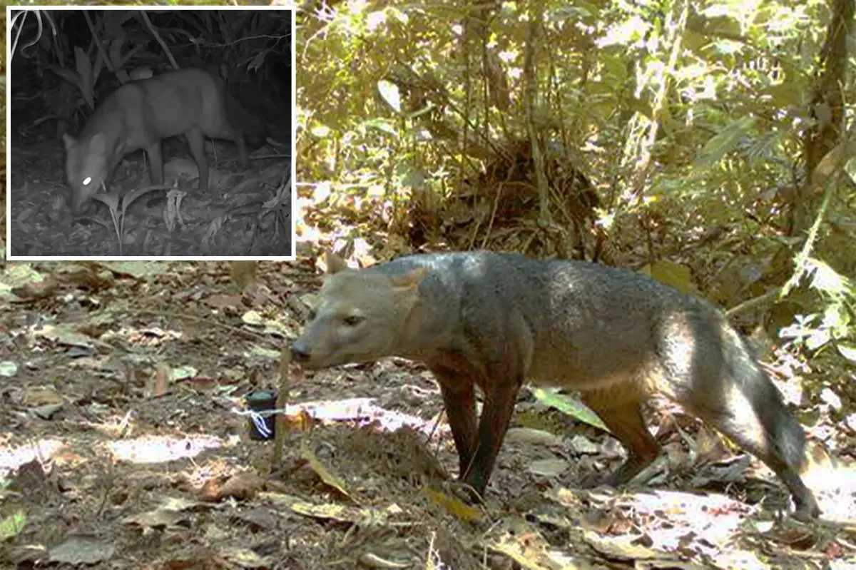 Amazonian Ghost Dogs May Be More Common Than Once Thought
