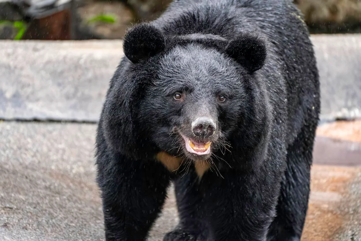 Tochigi city shuts 94 schools after first bear sighting