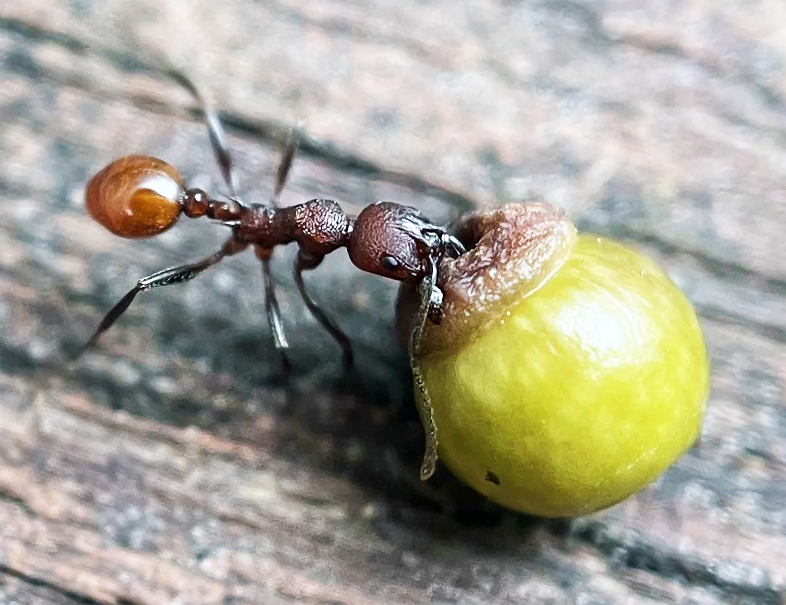 Backyard discovery rewrites biology: ants, wasps, and oaks reveal a hidden alliance