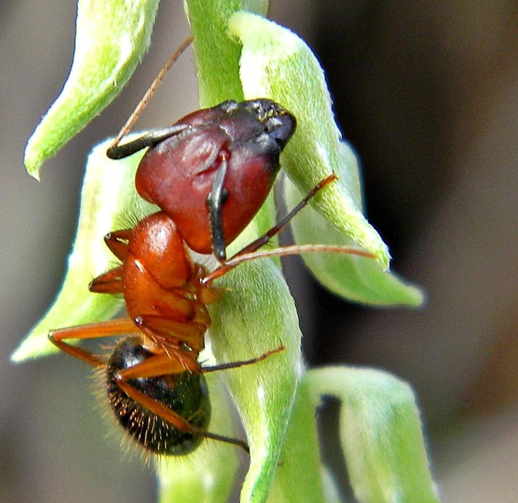 Ants as battlefield medics: wound care and leg amputations boost survival