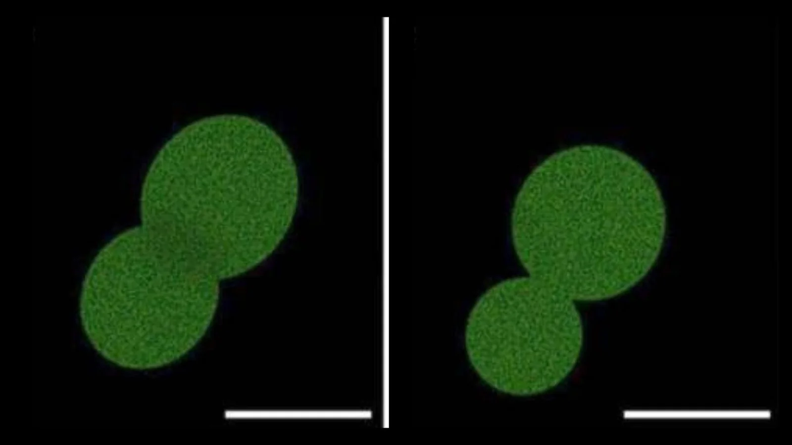 Lab-made SpudCell: lifelike but not autonomous
