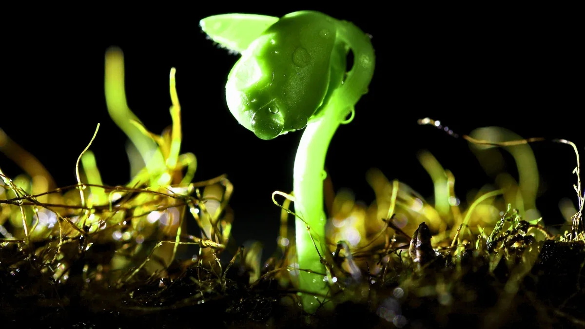 Soil Fungi Could Trigger Rain by Seeding Clouds with Ice-Nucleating Proteins