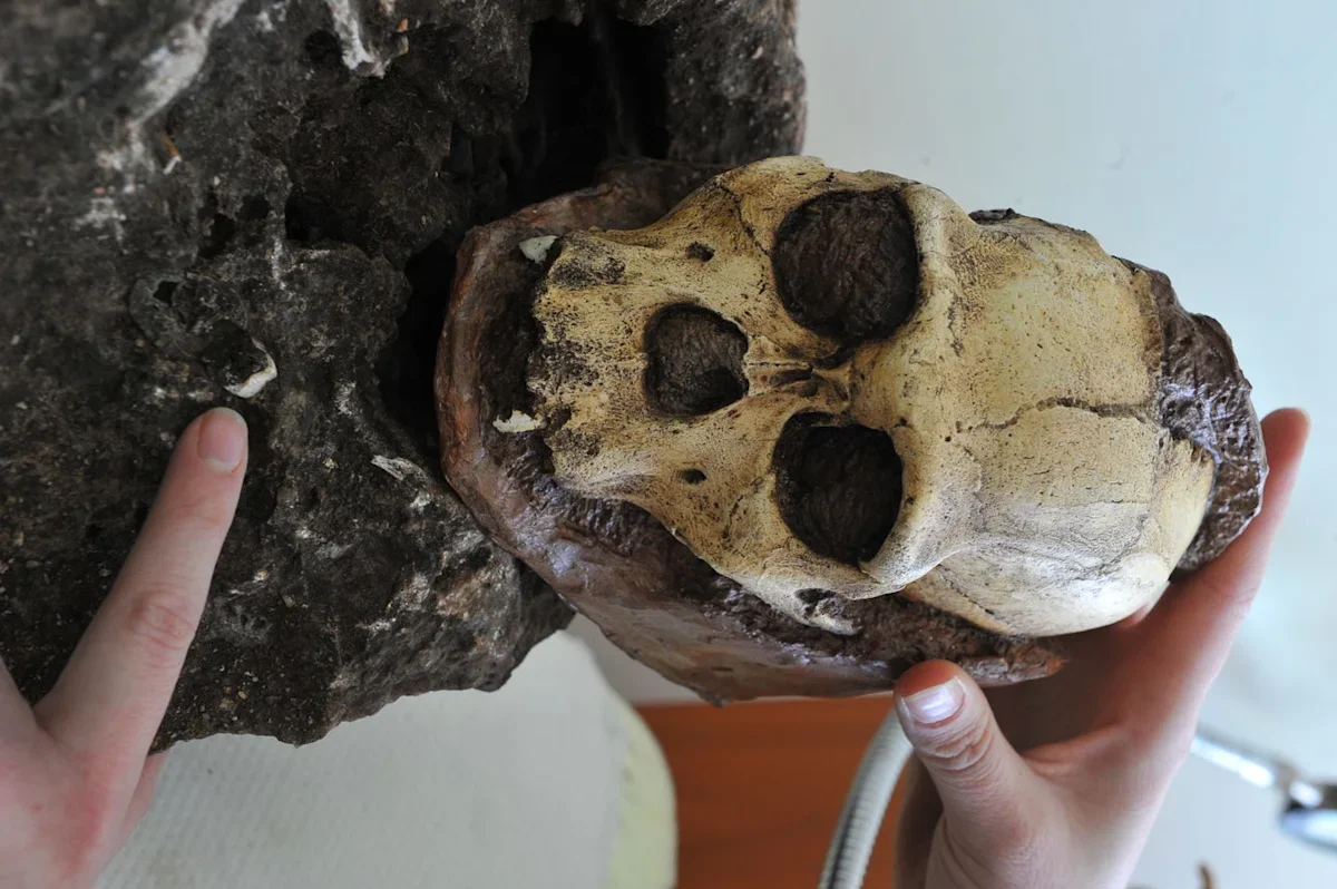 Ardi's Feet Reframe the Dawn of Human Walking