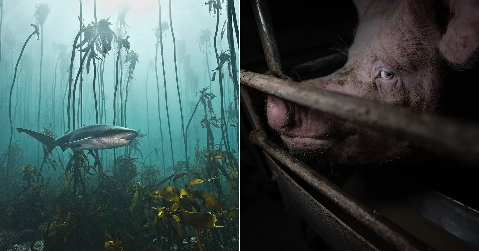Award-Winning Nature and Humans Photos Spotlight Both Beauty and Cruelty in Wildlife