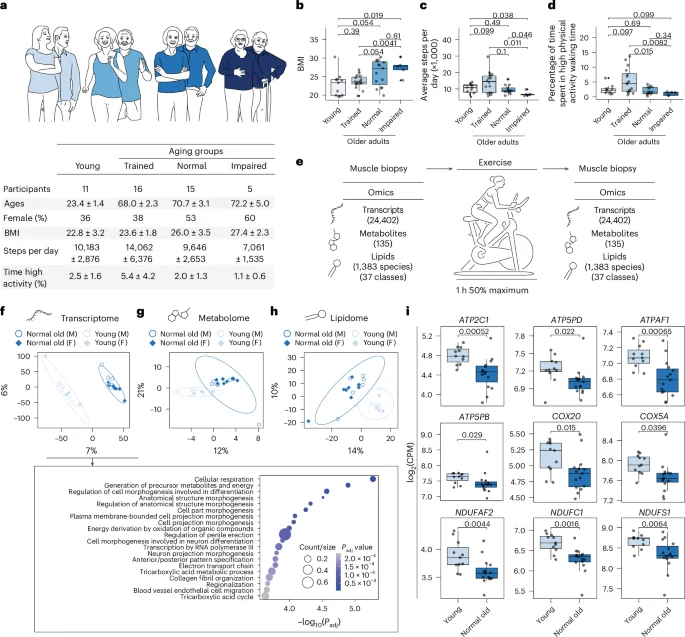 Exercise training slows molecular aging in human muscle and preserves energy metabolism