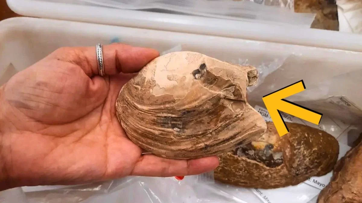 Ancient Mussel Fossil Reveals 125-Million-Year-Old Maternal Care
