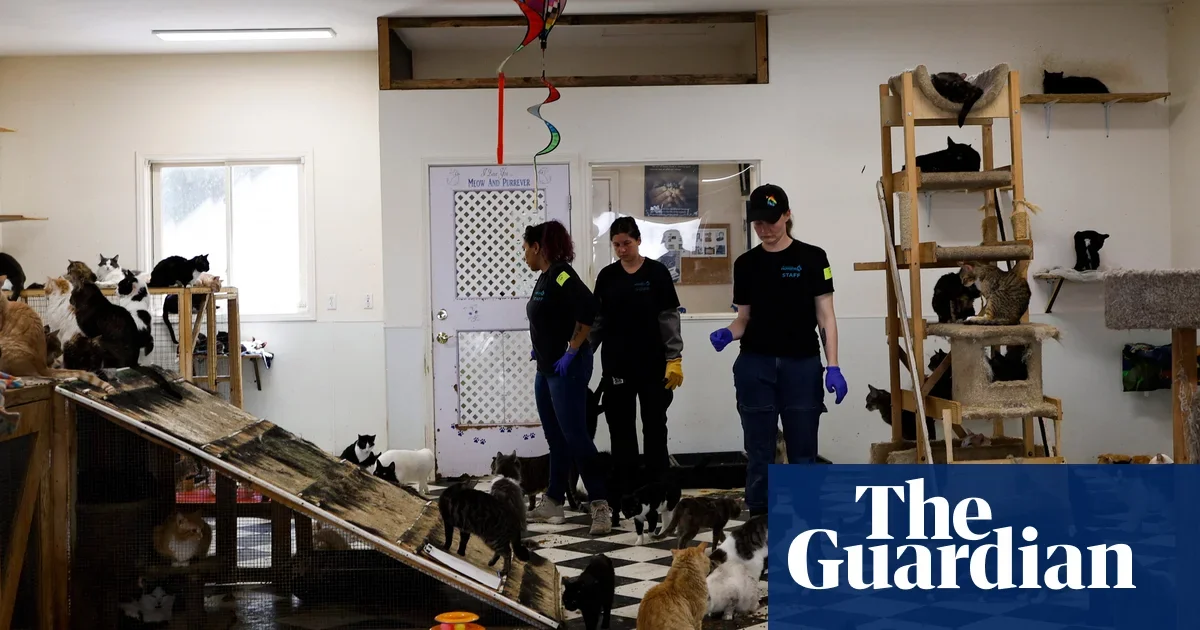 Hundreds of animals rescued from shuttered California sanctuary amid neglect findings