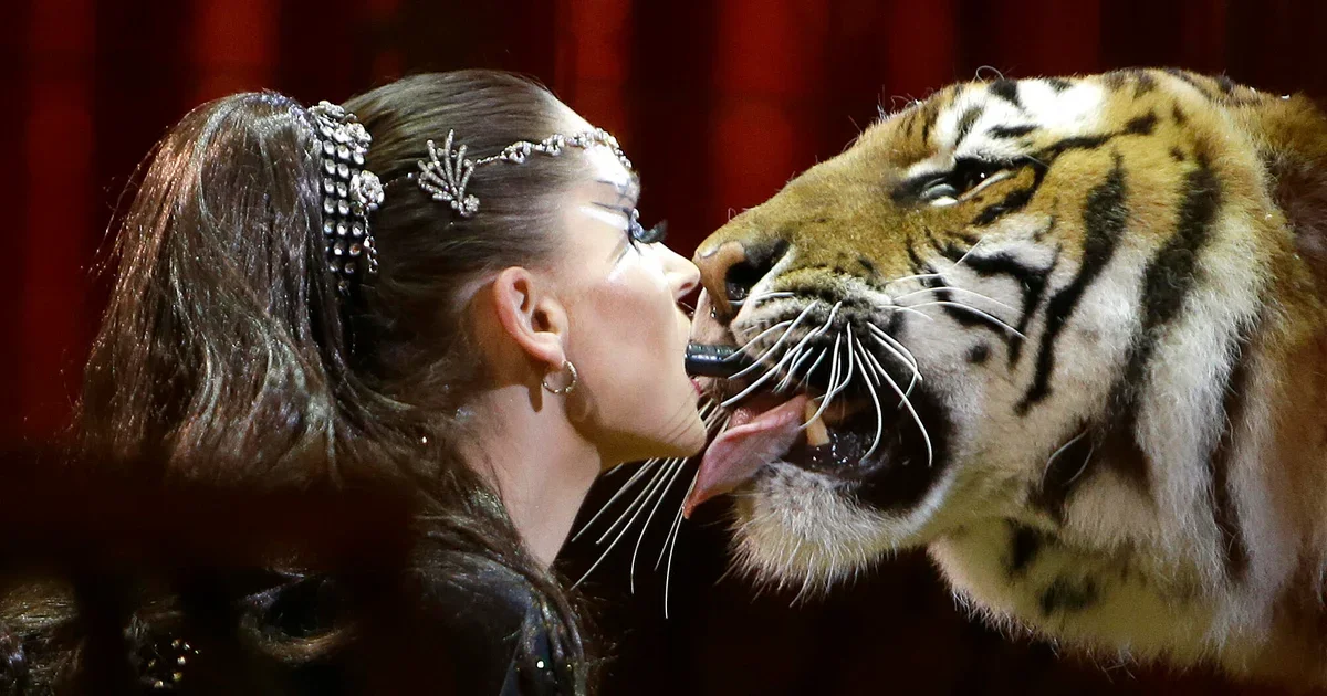 Escaped tiger from 'Tiger Queen' killed after attack in Germany