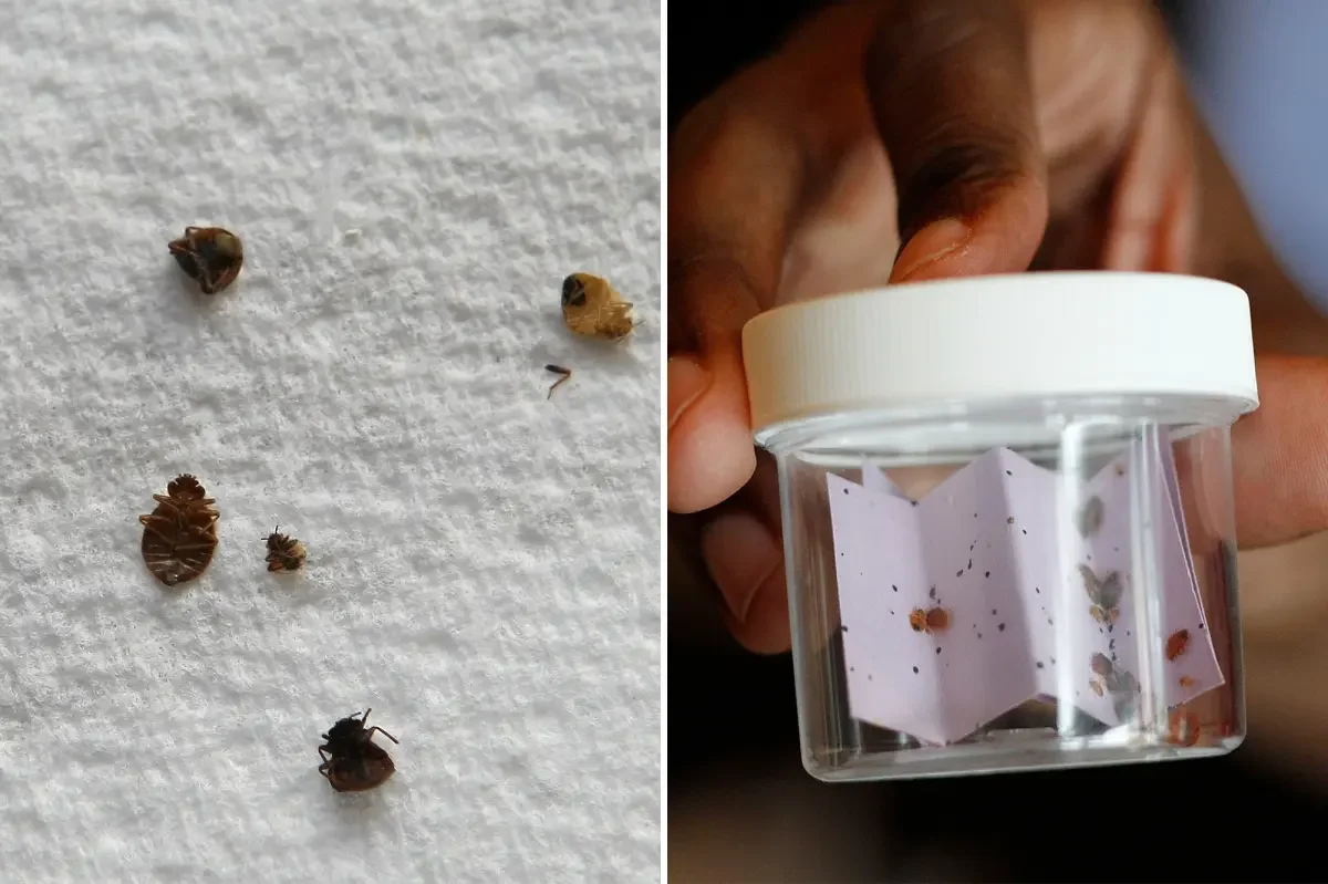 Chicago tops 2026 bedbug rankings, becoming the US’s bedbug capital