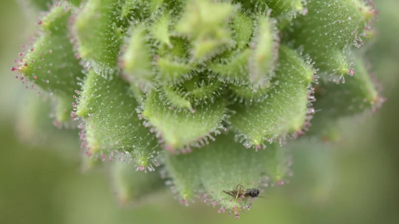 Alpine Saxifraga Reveals Carnivory, Confirming Darwin's Insight