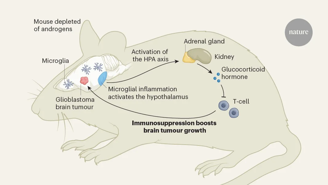 Androgen loss may accelerate brain tumor growth through neuroinflammation