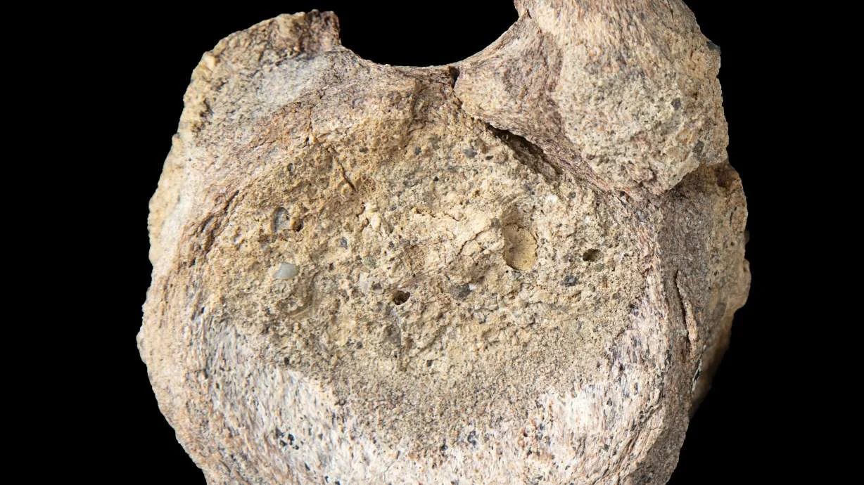 Hidden Drawer Reveal: Antarctic Titanosaur Tail Bone Uncovered