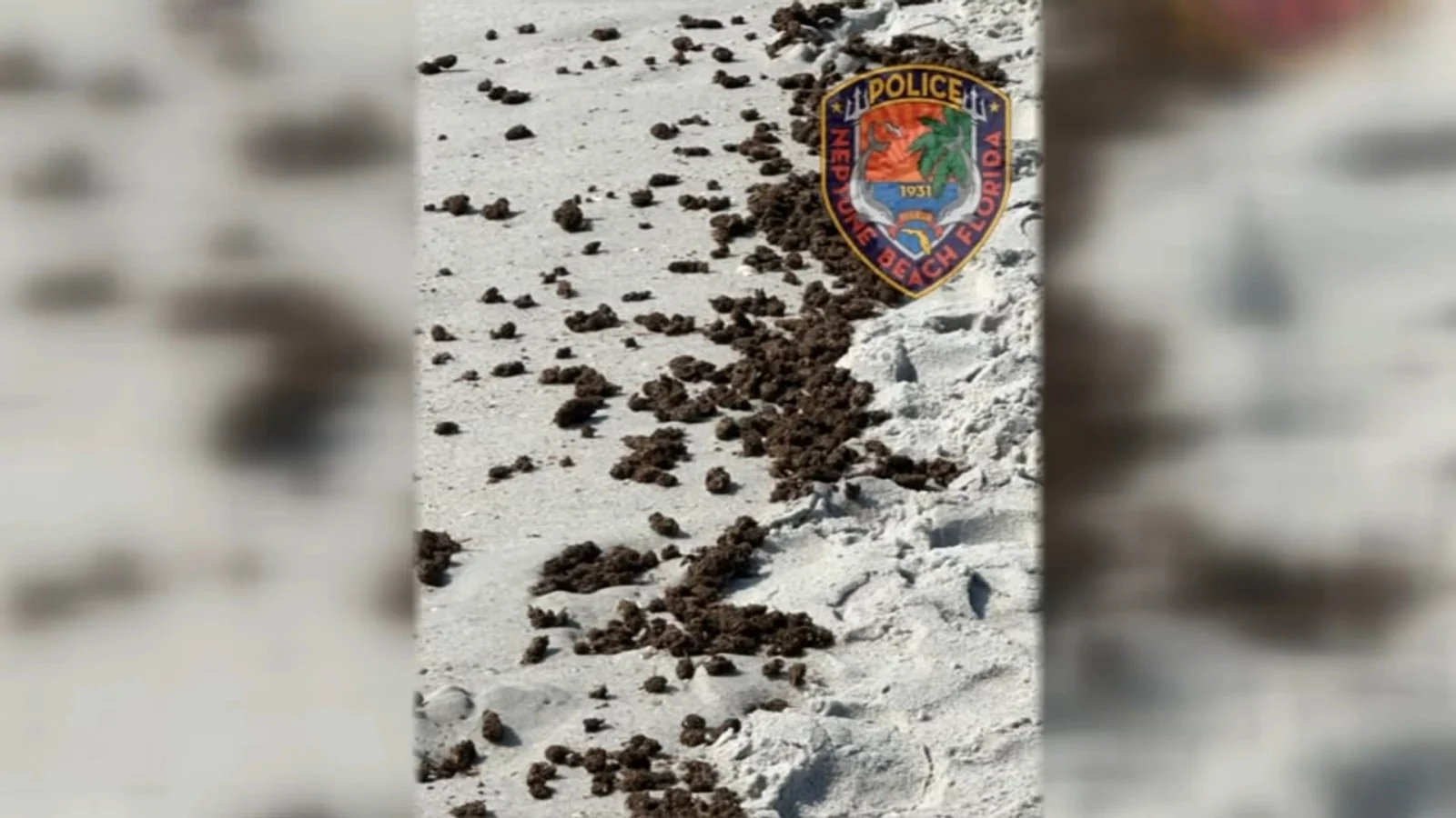 "Marijuana Mystery: Neptune Beach Hit by Unexpected Weed Invasion"