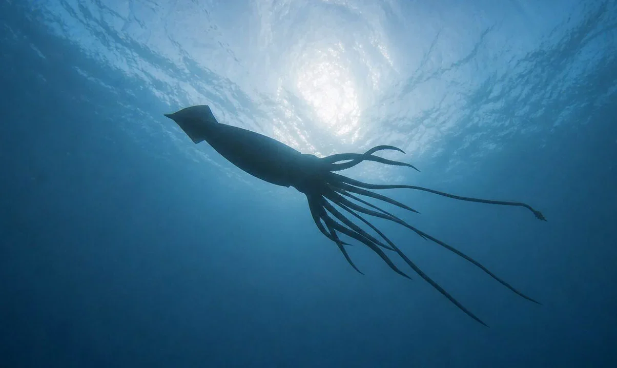 WA’s Deep-Sea Canyons Reveal Hidden Life, Including Giant Squid
