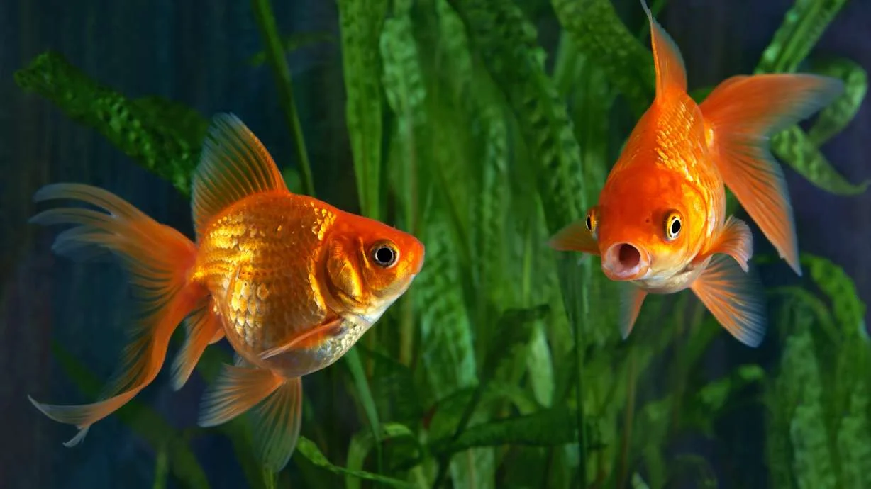 Argentine court grants rights to two goldfish, signaling a new animal-rights precedent