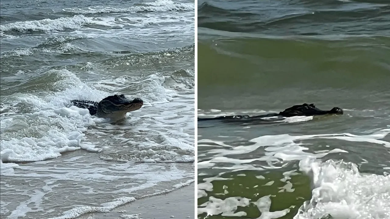 Giant Alligator Spotted Swimming Near Alabama Beach