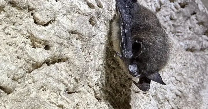 Parks Canada deploys bacteria to curb deadly white-nose syndrome in Alberta bats