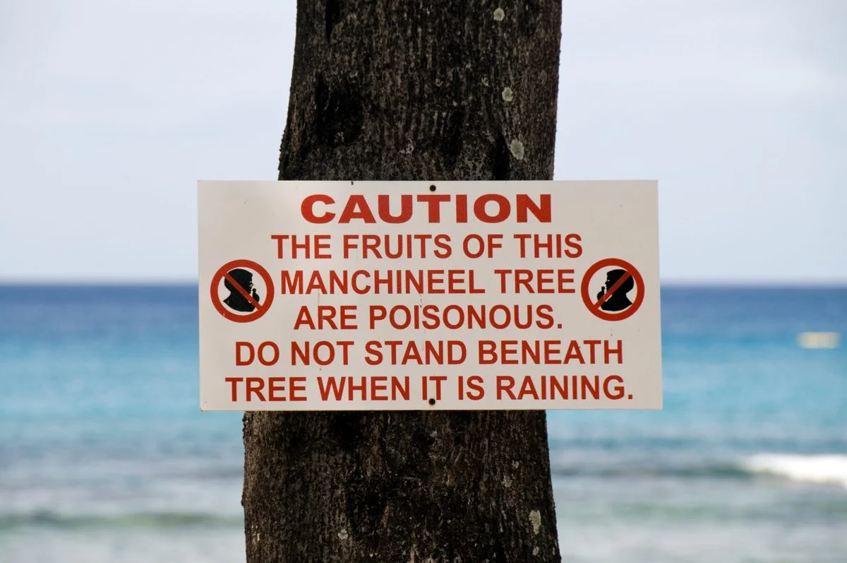 Manchineel: The Caribbean 'Tree of Death' That Blisters Skin, Blinds, and Kills