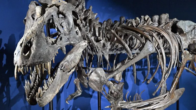 Giant skulls drove T. rex to shrink its arms, new study suggests