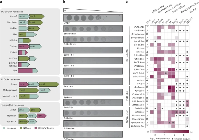 Conserved protein complexes unite diverse nuclease–NTPase systems in bacterial anti-phage defense