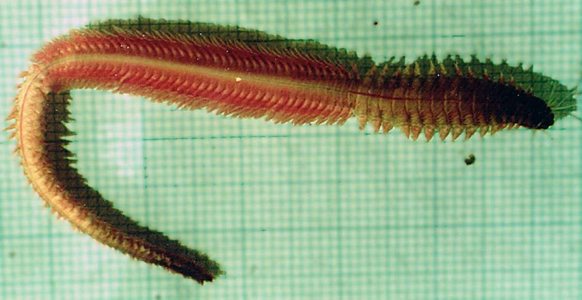 Jellyfish Taste for Burrowing Worms Documented for the First Time