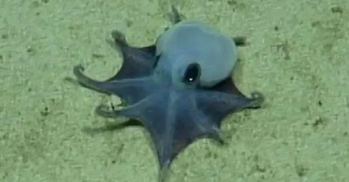 Tiny Blue Galápagos Octopus Earns a New Species Name via 3D CT Scan